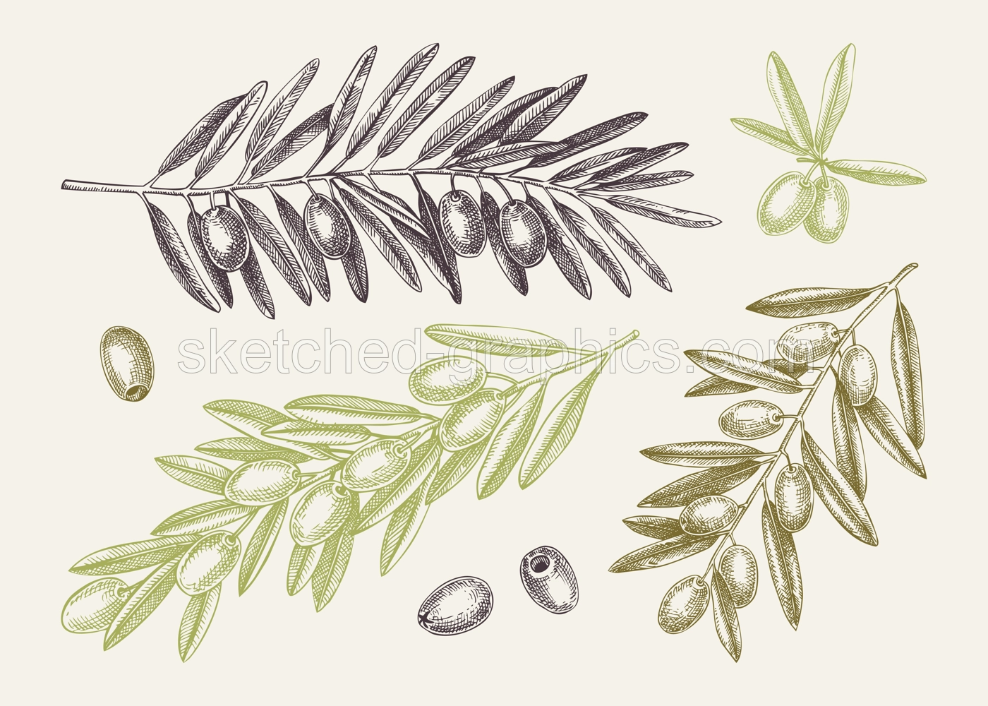 Hand drawn olive branch with leaves and fruit sketches collection in color. Olive tree twigs drawings in engraved style. Vector food illustration for vegetable oil packaging design.  Illustration